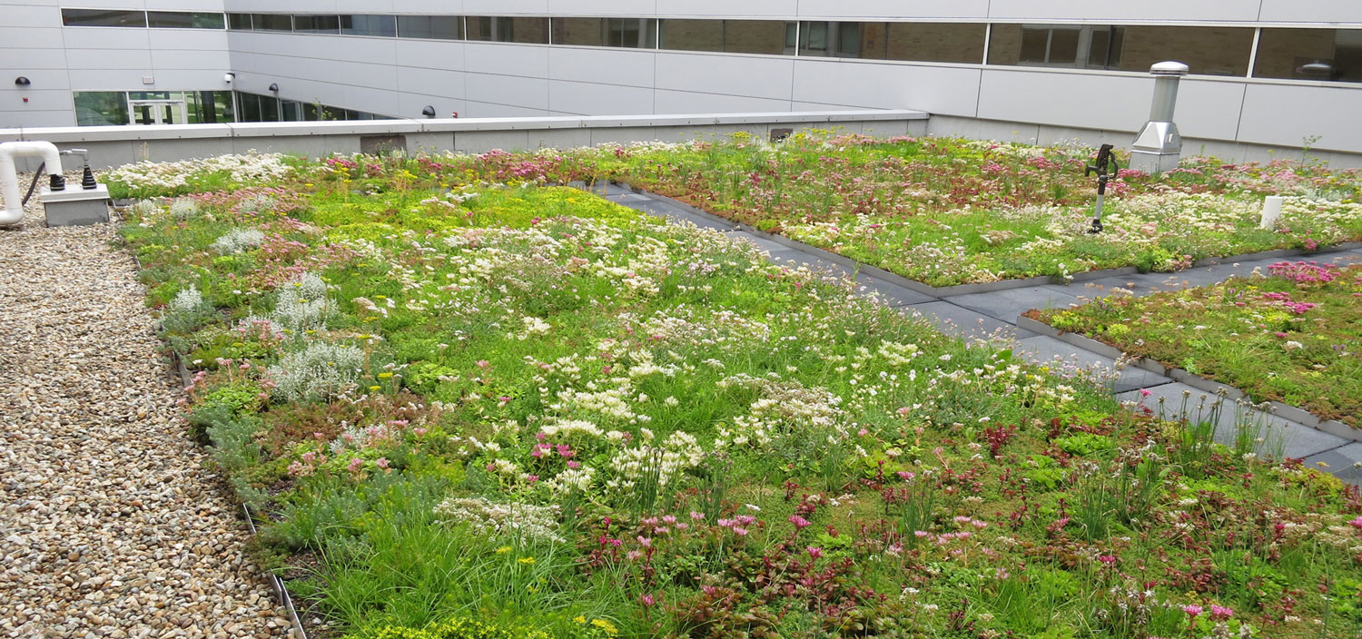 Green roof installation on an urban building showing vegetation and drainage layers