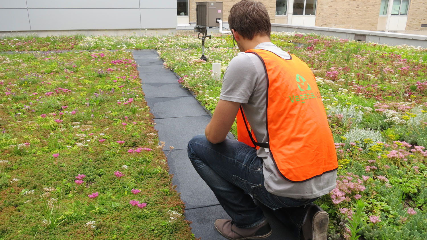 Workers installing a green roof system on a commercial building